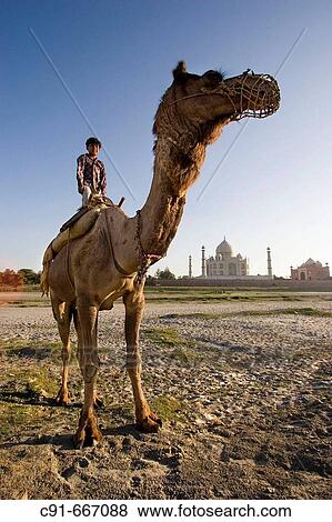 Boy riding camel by Yamuna River with Taj Mahal in background, Agra. Uttar Pradesh, India View Large Photo Image Stock Photo - Boy riding camel by Yamuna River with Taj Mahal in background, Agra. Uttar Pradesh, India. Fotosearch