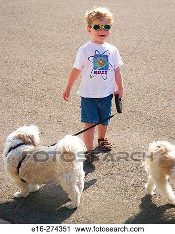 boy walking dogs View Large Photo Image Stock Image - boy walking dogs. Fotosearch