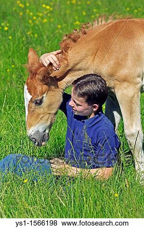 Boy With a Foal of Norman Cob, Normandy View Large Photo Image Stock Photo - Boy With a Foal of Norman Cob, Normandy. Fotosearch