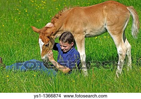 BOY WITH A NORMAN COB? S FOAL View Large Photo Image Picture - BOY WITH A NORMAN COB? S FOAL. Fotosearch