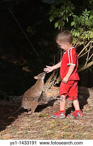 BOY WITH BENNETT? S WALLABY macropus rufogriseus, CERZA ZOOLOGICAL PARK IN NORMANDY View Large Photo Image Stock Image - BOY WITH BENNETT? S WALLABY macropus rufogriseus, CERZA ZOOLOGICAL PARK IN NORMANDY. Fotosearch