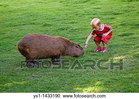 BOY WITH CAPYBARA hydrochoeris hydrochaeris, CERZA ZOOLOGICAL PARK IN NORMANDY View Large Photo Image Stock Image - BOY WITH CAPYBARA hydrochoeris hydrochaeris, CERZA ZOOLOGICAL PARK IN NORMANDY. Fotosearch