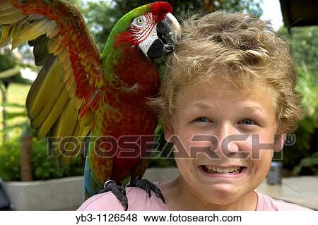 Boy With Colourful Parrot, Animal & Bird Encounters, Sentosa Island, Singapore View Large Photo Image Stock Photo - Boy With Colourful Parrot, Animal & Bird Encounters, Sentosa Island, Singapore. Fotosearch