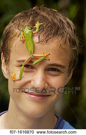 Boy with Gliding leaf frog Agalychnis spurrelli - Costa Rica - tropical rainforest View Large Photo Image Stock Image - Boy with Gliding leaf frog Agalychnis spurrelli - Costa Rica - tropical rainforest. Fotosearch