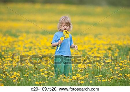 boy with long hair standing in a dandelion field View Large Photo Image Stock Image - boy with long hair standing in a dandelion field. Fotosearch