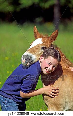 Stock Photo - BOY WITH NORMAN COB FOAL, NORMANDY IN FRANCE. Fotosearch