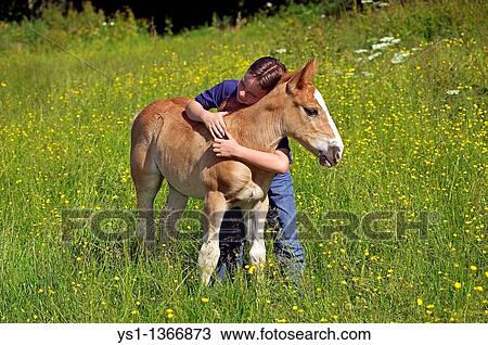 BOY WITH NORMAN COB? S FOAL View Large Photo Image Stock Image - BOY WITH NORMAN COB? S FOAL. Fotosearch