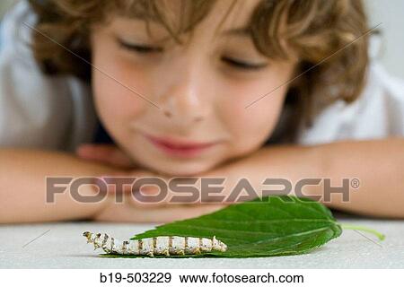 Boy with silkworm View Large Photo Image Stock Photo - Boy with silkworm. Fotosearch
