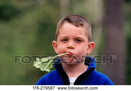 Boy with stalk of rhubarb View Large Photo Image Stock Photo - Boy with stalk of rhubarb. Fotosearch