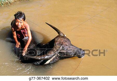 Stock Image - Boy with water buffalo. Inle Lake. Shan State. Myanmar.. Fotosearch