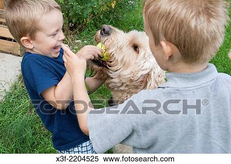 Boys age 4 and 6 tugging on retrieved ball from dog Gunnar's (Goldendoodle) mouth to throw again. Clitherall Minnesota MN USA. View Large Photo Image Stock Photography - Boys age 4 and 6 tugging on retrieved ball from dog Gunnar's (Goldendoodle) mouth to throw again. Clitherall Minnesota MN USA.. Fotosearch