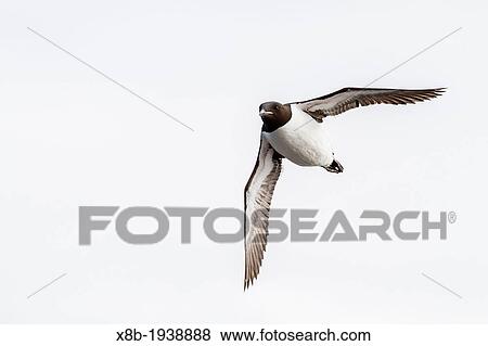 Br? nnich's guillemot (Uria lomvia) in flight at Cape Fanshawe, Svalbard Archipelago, Barents Sea, Norway. View Large Photo Image Stock Photo - Br? nnich's guillemot (Uria lomvia) in flight at Cape Fanshawe, Svalbard Archipelago, Barents Sea, Norway.. Fotosearch