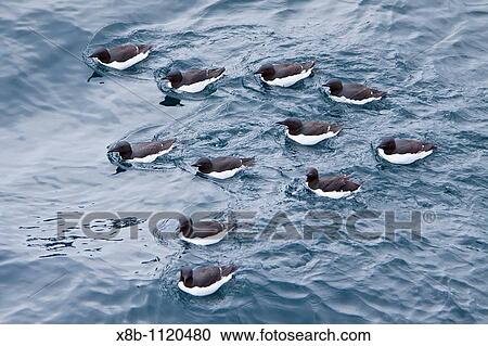 Br? nnichs guillemot Uria lomvia breeding and nesting site at Cape Fanshaw in the Svalbard Archipelago, Barents Sea, Norway View Large Photo Image Stock Image - Br? nnichs guillemot Uria lomvia breeding and nesting site at Cape Fanshaw in the Svalbard Archipelago, Barents Sea, Norway. Fotosearch