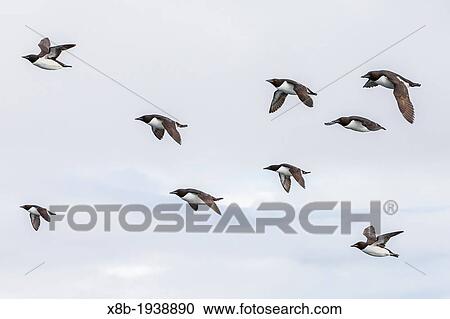 Br? nnich's guillemots (Uria lomvia) in flight at Cape Fanshawe, Svalbard Archipelago, Barents Sea, Norway. View Large Photo Image Stock Image - Br? nnich's guillemots (Uria lomvia) in flight at Cape Fanshawe, Svalbard Archipelago, Barents Sea, Norway.. Fotosearch
