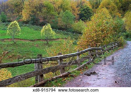 Braagallones route Caso Council Redes Natural Park Asturias, Spain View Large Photo Image Picture - Braagallones route Caso Council Redes Natural Park Asturias, Spain. Fotosearch