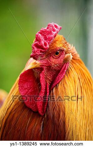 Brahma Perdrix Chicken, an Breed from India, Portrait of Cockerel View Large Photo Image Stock Photography - Brahma Perdrix Chicken, an Breed from India, Portrait of Cockerel. Fotosearch
