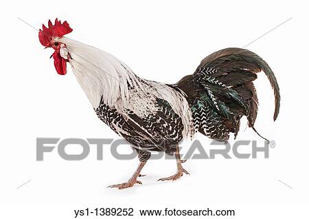 Brakel or Braekel Chicken, a Belgian Breed, Cockerel against White Background View Large Photo Image Stock Image - Brakel or Braekel Chicken, a Belgian Breed, Cockerel against White Background. Fotosearch