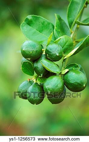 Stock Image - BRANCH OF LEMON TREE IN HAWAII. Fotosearch