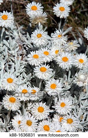 Branched Everlasting Helichrysum adenophorum Australian Alps View Large Photo Image Stock Image - Branched Everlasting Helichrysum adenophorum Australian Alps. Fotosearch