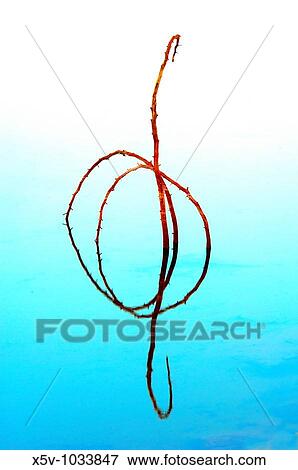 Stock Photo - Branches and their reflections in the reservoir of Rio Tinto gossan. Rio Tinto mines. Huelva. Spain.. Fotosearch