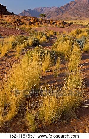 Brandberg mountain, Namib Desert, Namibia View Large Photo Image Stock Photo - Brandberg mountain, Namib Desert, Namibia. Fotosearch
