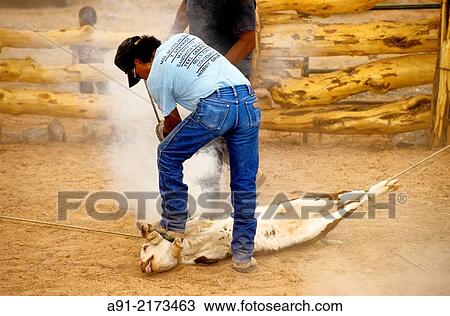 Branding calves. Navajo reservation. Arizona SouthWest. United States. View Large Photo Image Stock Image - Branding calves. Navajo reservation. Arizona SouthWest. United States.. Fotosearch