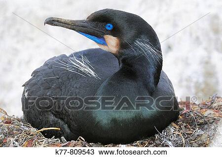 Stock Image - Brandt's Cormorant (Phalacrocorax penicillatus), breeding. Monterey, California, USA.. Fotosearch