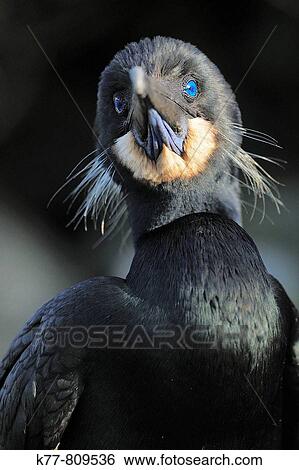 Brandt's Cormorant (Phalacrocorax penicillatus), portrait. Monterey, California, USA. View Large Photo Image Stock Photograph - Brandt's Cormorant (Phalacrocorax penicillatus), portrait. Monterey, California, USA.. Fotosearch