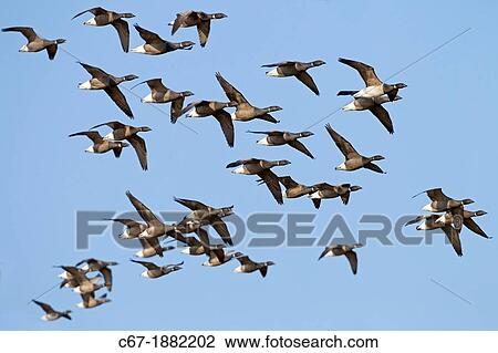 Brant Geese (Branta bernicla) flock in flight View Large Photo Image Stock Image - Brant Geese (Branta bernicla) flock in flight. Fotosearch