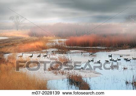 Branta canadensis migrating, Canada View Large Photo Image Stock Photo - Branta canadensis migrating, Canada. Fotosearch