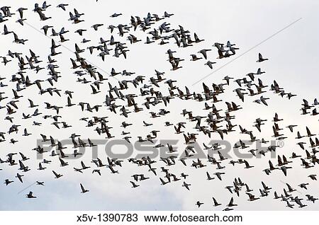 Branta sp. Donna Nook, UK, Europe. View Large Photo Image Stock Image - Branta sp. Donna Nook, UK, Europe.. Fotosearch