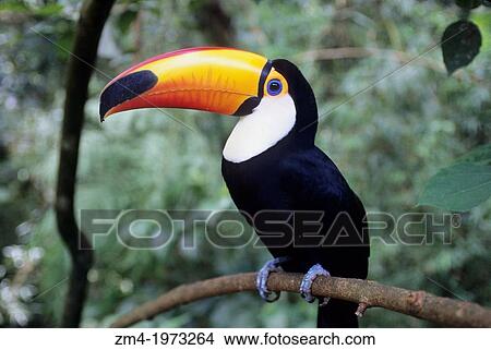BRAZIL, IGUASSU, TOCO TOUCAN. View Large Photo Image Picture - BRAZIL, IGUASSU, TOCO TOUCAN.. Fotosearch