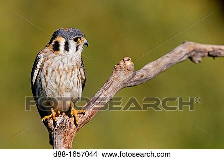 Brazil, Mato Grosso, Pantanal area, American Kestrel or Sparrow Hawk Falco sparverius View Large Photo Image Picture - Brazil, Mato Grosso, Pantanal area, American Kestrel or Sparrow Hawk Falco sparverius. Fotosearch