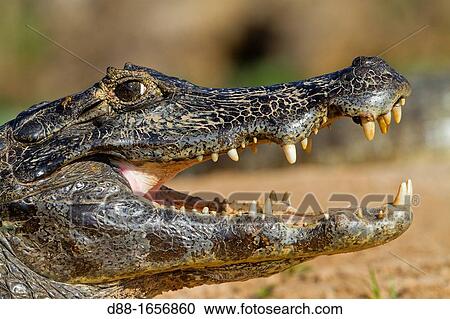 Stock Image - Brazil, Mato Grosso, Pantanal area, Spectacled caiman Caiman crocodilus.. Fotosearch