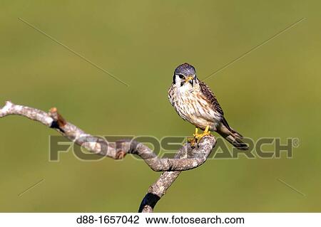 Brazil, Mato Grosso, Pantanal area, American Kestrel or Sparrow Hawk Falco sparverius View Large Photo Image Stock Image - Brazil, Mato Grosso, Pantanal area, American Kestrel or Sparrow Hawk Falco sparverius. Fotosearch