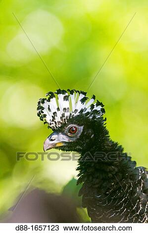 Brazil, Mato Grosso, Pantanal area, Bare-faced Curassow Crax fasciolata, female View Large Photo Image Stock Image - Brazil, Mato Grosso, Pantanal area, Bare-faced Curassow Crax fasciolata, female. Fotosearch