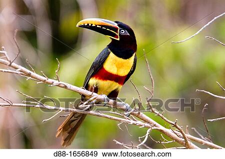 Brazil, Mato Grosso, Pantanal area, Chesnut Eared Aracari Pteroglossus castanotis. View Large Photo Image Stock Photo - Brazil, Mato Grosso, Pantanal area, Chesnut Eared Aracari Pteroglossus castanotis.. Fotosearch