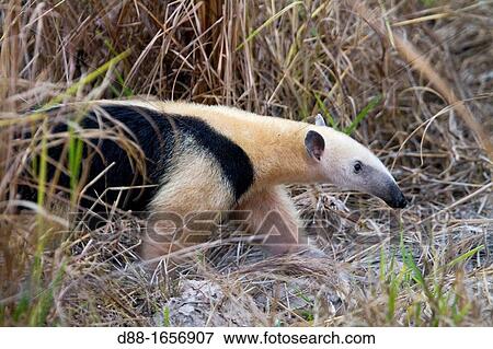 Brazil, Mato Grosso, Pantanal area, Southern Tamandua or Collared Anteater or Lesser Anteater Tamandua tetradactyla. View Large Photo Image Stock Photo - Brazil, Mato Grosso, Pantanal area, Southern Tamandua or Collared Anteater or Lesser Anteater Tamandua tetradactyla.. Fotosearch
