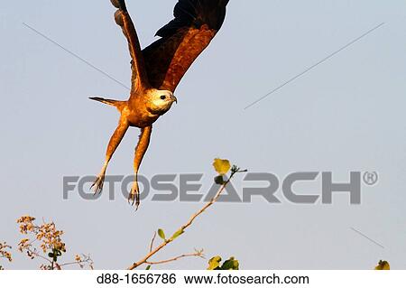 Stock Photograph - Brazil, Mato Grosso, Pantanal area, Black-collared Hawk Busarellus nigricollis.. Fotosearch