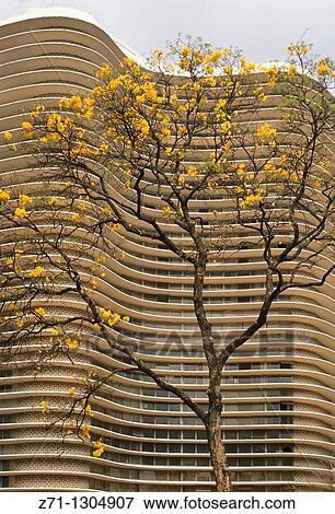 Brazil, Minas Gerais, Belo Horizonte, modern architecture, flowering tree. View Large Photo Image Stock Photo - Brazil, Minas Gerais, Belo Horizonte, modern architecture, flowering tree.. Fotosearch