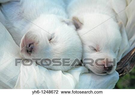 Brazil, Rio Grande do Sul, Novo Hamburgo, sleeping two Labrador retriever puppies View Large Photo Image Stock Image - Brazil, Rio Grande do Sul, Novo Hamburgo, sleeping two Labrador retriever puppies. Fotosearch