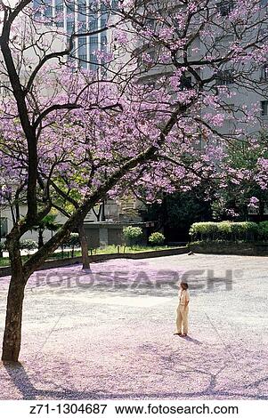 Brazil, Sao Paulo, park, flowering jacaranda tree, View Large Photo Image Stock Photo - Brazil, Sao Paulo, park, flowering jacaranda tree,. Fotosearch