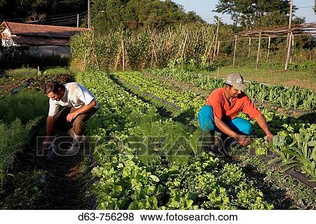 Stock Photo - Brazil Smallholding of organic farmer Jose Carlos Goncalves in Ibiuna, Sao Paulo State. Fotosearch