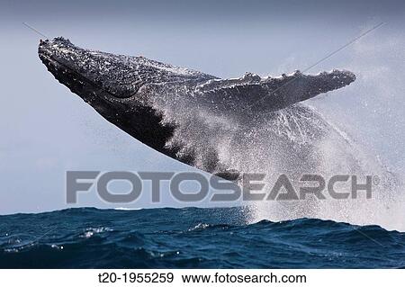 Breaching Humpback Whale, Megaptera novaeangliae, Indian Ocean, Wild Coast, South Africa. View Large Photo Image Stock Photo - Breaching Humpback Whale, Megaptera novaeangliae, Indian Ocean, Wild Coast, South Africa.. Fotosearch