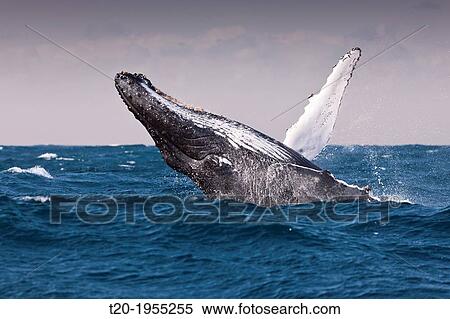 Breaching Humpback Whale, Megaptera novaeangliae, Indian Ocean, Wild Coast, South Africa. View Large Photo Image Stock Photography - Breaching Humpback Whale, Megaptera novaeangliae, Indian Ocean, Wild Coast, South Africa.. Fotosearch