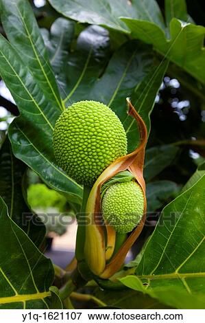 Breadfruit tree, Maui Nui Botanical Gardens, Kahului, Maui, Hawaii, USA View Large Photo Image Stock Photo - Breadfruit tree, Maui Nui Botanical Gardens, Kahului, Maui, Hawaii, USA. Fotosearch