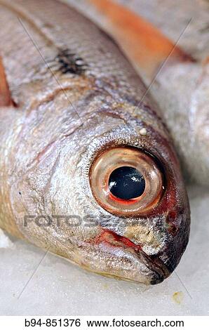 Stock Photograph - Bream fish at La Boqueria market, Barcelona. Catalonia, Spain. Fotosearch