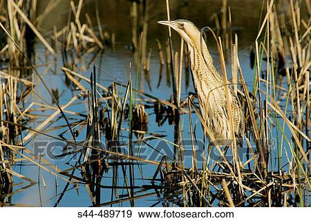 Breat Bittern (Botaurus stellaris) in Guadalquivir marshy lowlands. Sevilla, Andalusia, Spain View Large Photo Image Stock Photo - Breat Bittern (Botaurus stellaris) in Guadalquivir marshy lowlands. Sevilla, Andalusia, Spain. Fotosearch