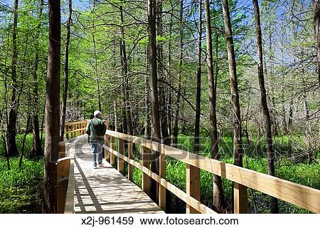 Breaux Bridge, Louisiana - A visitor on a boardwalk at the Cypress Island Preserve managed by the Nature Conservancy View Large Photo Image Stock Photo - Breaux Bridge, Louisiana - A visitor on a boardwalk at the Cypress Island Preserve managed by the Nature Conservancy. Fotosearch