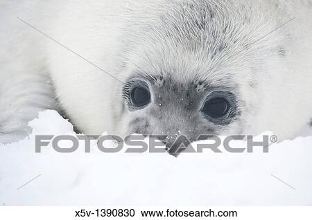 Breeding colony of Grey Seal. Halichoerus grypus. Donna Nook. Lincolnshire. UK. Europe. View Large Photo Image Stock Image - Breeding colony of Grey Seal. Halichoerus grypus. Donna Nook. Lincolnshire. UK. Europe.. Fotosearch